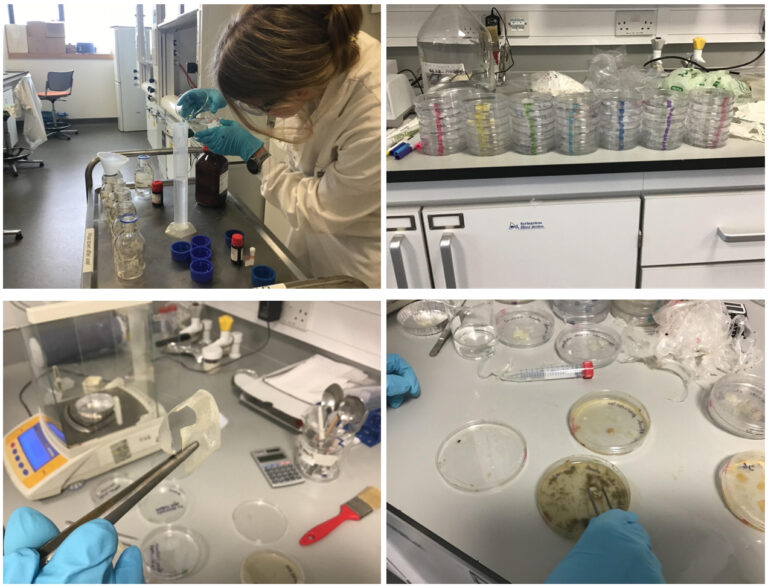 Lab-work-Loreto-on-the-green-Kevin-OConnor