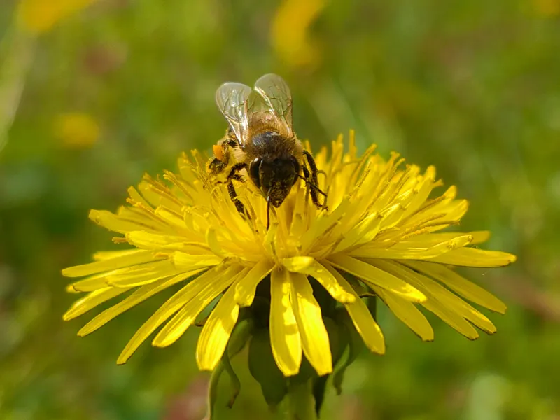 Honey bee on yellow dandelion flower
