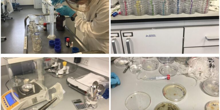 Lab-work-Loreto-on-the-green-Kevin-OConnor
