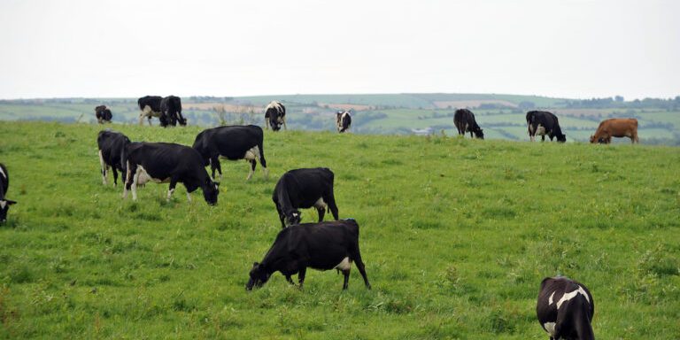 Shinagh Farm Zero C Carbery West Cork.
Photo: Don MacMonagle