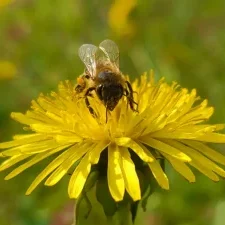 Honey bee on yellow dandelion flower