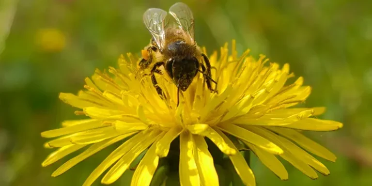 Honey bee on yellow dandelion flower